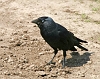 Jackdaw